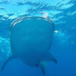 From Cancún: Half-Day Snorkeling with Whale Sharks - Key Points