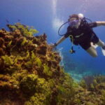 From Cancun: Puerto Morelos Diving Adventure - The Sum Up
