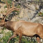 From Canmore/Banff: Columbia Icefield Skywalk Peyto Private Tour - What to Expect from the Experience