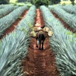 FROM CDMX: Queretaro, Guanajuato, San Luis Potosi, Zacatecas, Guadalajara - Who Is This Tour Best For?