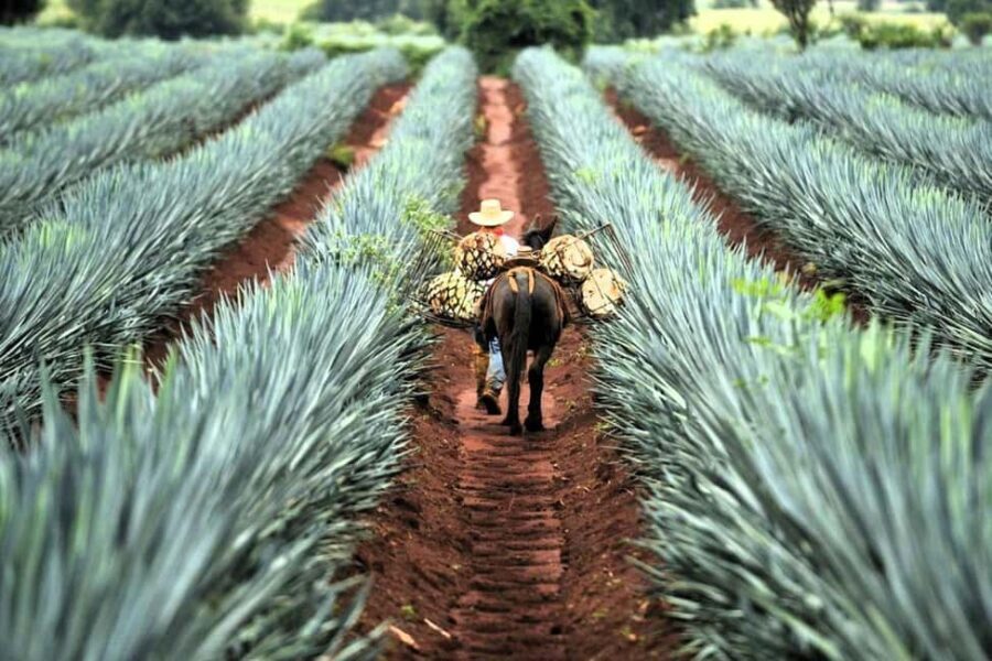 FROM CDMX: Queretaro, Guanajuato, San Luis Potosi, Zacatecas, Guadalajara - Who Is This Tour Best For?