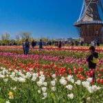 From Chicago:1-Day Windmill Island w/Seasonal Tulip Upgrade - What Makes This Tour a Good Deal