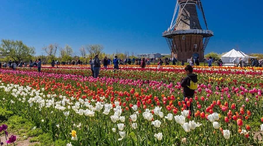 From Chicago:1-Day Windmill Island w/Seasonal Tulip Upgrade - What Makes This Tour a Good Deal
