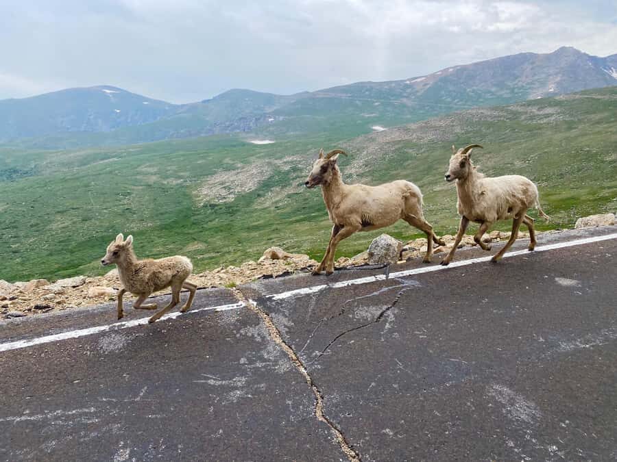 From Denver: Red Rocks and Mount Blue Sky Guided Day-Trip - What to Expect on the Tour