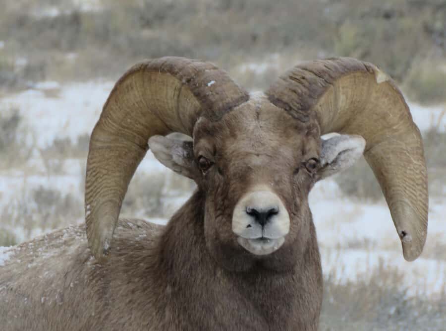 From Gardiner: Yellowstone Private Wolf & Wildlife Tour - Transportation & Group Size