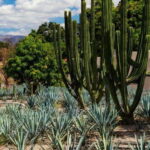 From Guadalajara to Tequila and Teuchitlan: Motorcycle Tour - What to Expect on the Tour