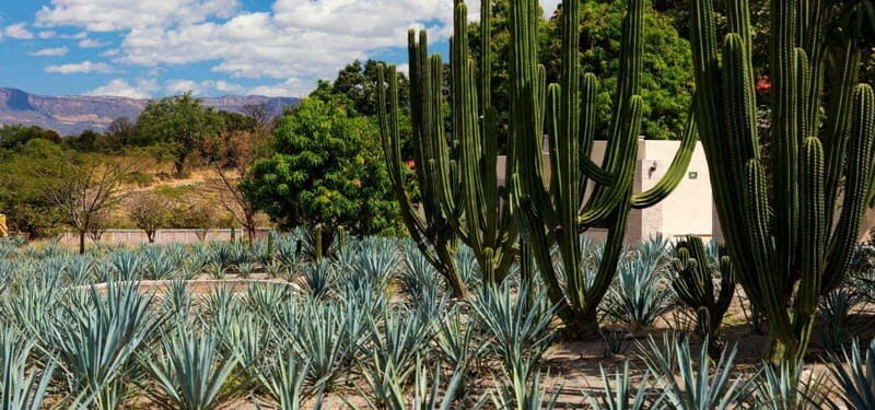 From Guadalajara to Tequila and Teuchitlan: Motorcycle Tour - What to Expect on the Tour