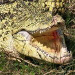 From Houston: Crocodile Encounter Entry Ticket - Who Should Visit?