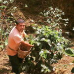 From Huatulco: Coffee Private Experience - The Coffee Farm Experience