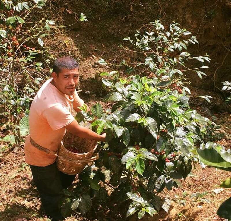 From Huatulco: Coffee Private Experience - The Coffee Farm Experience