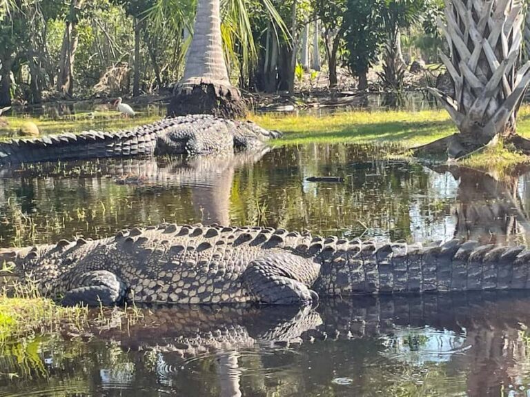 From Huatulco: Crocodiles and Turtles Eco Day-Tour - Exploring the Itinerary in Detail