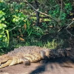 From Huatulco: Crocodiles and Turtles Eco Tour - Who Would Love This Tour?