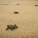 From Huatulco: Turtle Release & Bioluminescent Plankton - The Sum Up