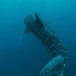 From Isla Mujeres/Riviera Maya: Swim with whale sharks!! - Authentic Experiences and Genuine Value