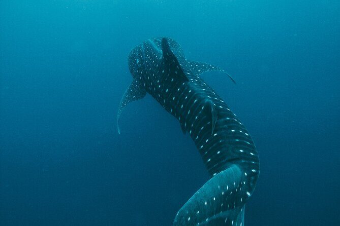 From Isla Mujeres/Riviera Maya: Swim with whale sharks!! - Authentic Experiences and Genuine Value