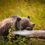From Jackson: Full-day Grand Teton Wildlife and Scenery Tour with Lunch - Who Would Love This Tour?