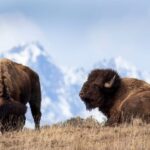 From Jackson: Grand Teton Sunset and Sightseeing Tour - Who Should Consider This Tour?