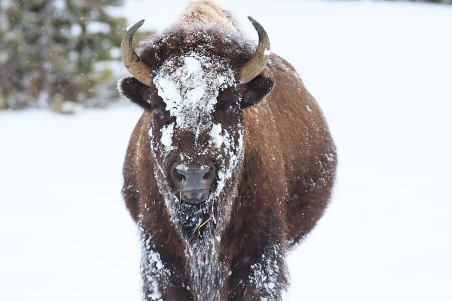 From Jackson Hole: Half-Day Grand Teton Winter Wildlife Tour - Why This Tour Works Well for Travelers