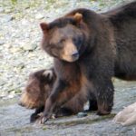 From Juneau: Exclusive Tongass Locally Guided Bear Viewing - FAQs