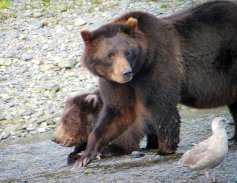 From Juneau: Exclusive Tongass Locally Guided Bear Viewing - FAQs