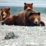 From Juneau: Pack Creek Bear Viewing Adventure - The Sum Up