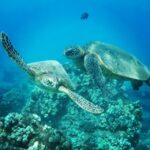 From Kaanapali: Afternoon West Maui Snorkeling w/ Drinks - Why Travelers Rate It So Highly