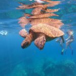 From Ka'anapali: West Maui Half-Day Snorkel Tour w/ Food - The Experience for Different Types of Travelers