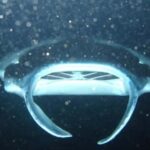 From Keauhou Bay: Manta Ray Night Tour - The Value of This Experience