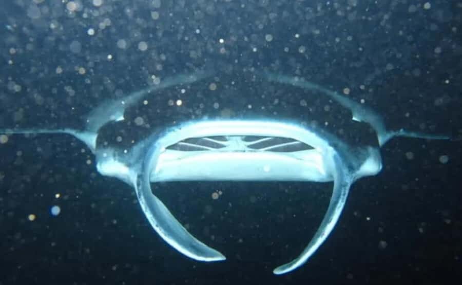 From Keauhou Bay: Manta Ray Night Tour - The Value of This Experience