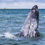 From La Paz: Puerto Chale Gray Whale Watching Tour - Final Thoughts