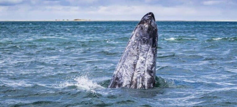 From La Paz: Puerto Chale Gray Whale Watching Tour - Final Thoughts