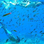 From La Paz: Whale Sharks, Sea Lions & Balandra Beach Combo - Itinerary Breakdown: A Day in Baja