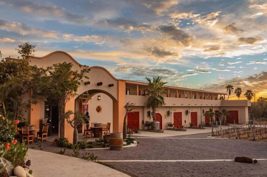 From La Playa: Vineyard Tour w/ Tasting & Todos Santos Stop - The Vineyard Experience: Savoring Baja’s Unique Flavors