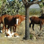 From Las Vegas: Grand Canyon West 5-in-1 Tour with Rim Lunch - Is It Good Value?