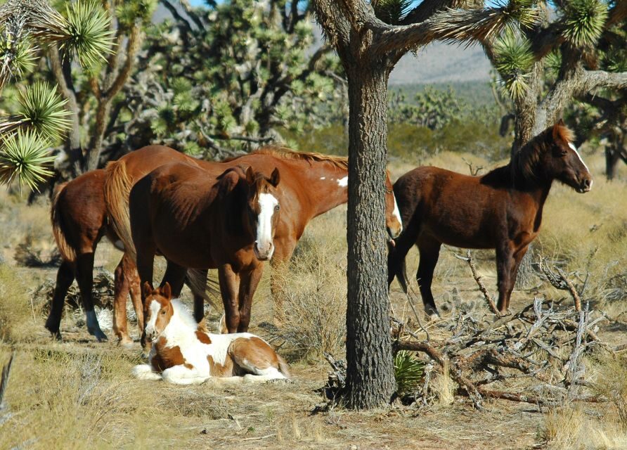 From Las Vegas: Grand Canyon West 5-in-1 Tour with Rim Lunch - Is It Good Value?