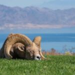 From Las Vegas: Lake Mead Wildlife & Seven Magic Mountains - Final Thoughts: Who Is This Tour For?