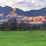 From Las Vegas: Spring Mountain Ranch Hike and House Visit - Why Choose This Tour?
