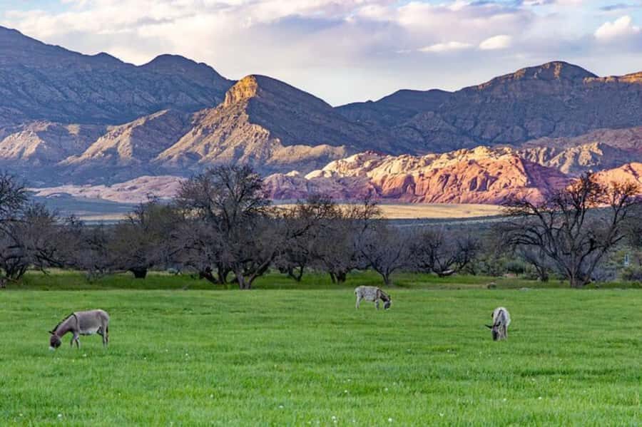 From Las Vegas: Spring Mountain Ranch Hike and House Visit - Why Choose This Tour?