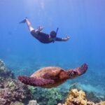 From Ma'alaea: AM Turtle Town Snorkel Aboard Quicksilver - The Value and Price