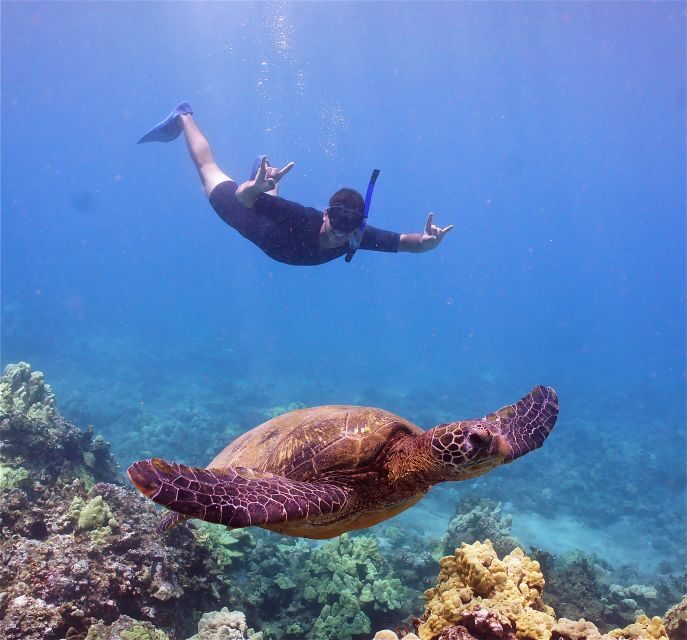 From Ma'alaea: AM Turtle Town Snorkel Aboard Quicksilver - The Value and Price