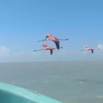 From Mérida: Celestún, flamingos, and the beach - Practical Tips for a Smooth Experience
