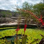 From Mérida: Dzibichaltún, El Corchito, and Progreso Trip - What to Expect: Practical Details and Tips