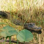 From Miami: Everglades at Night with Airboat and Alligators Tour - Why This Tour Offers Good Value