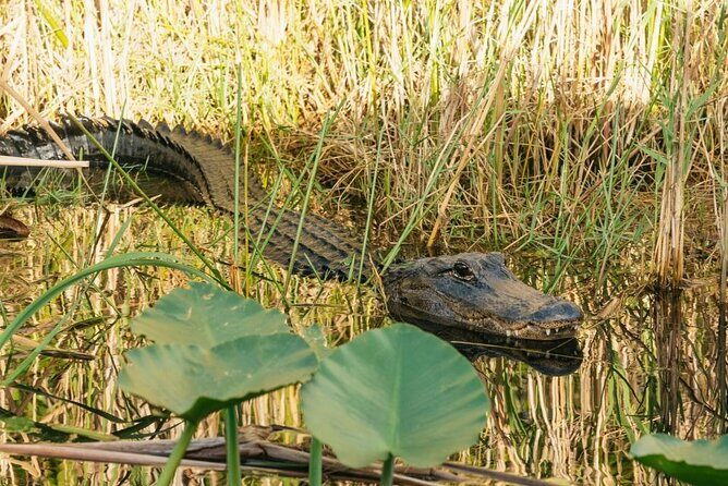 From Miami: Everglades at Night with Airboat and Alligators Tour - Why This Tour Offers Good Value