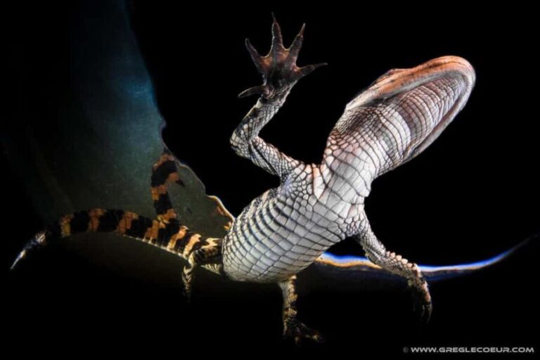 From Miami: Everglades at Night with Guided Airboat Tour - FAQ