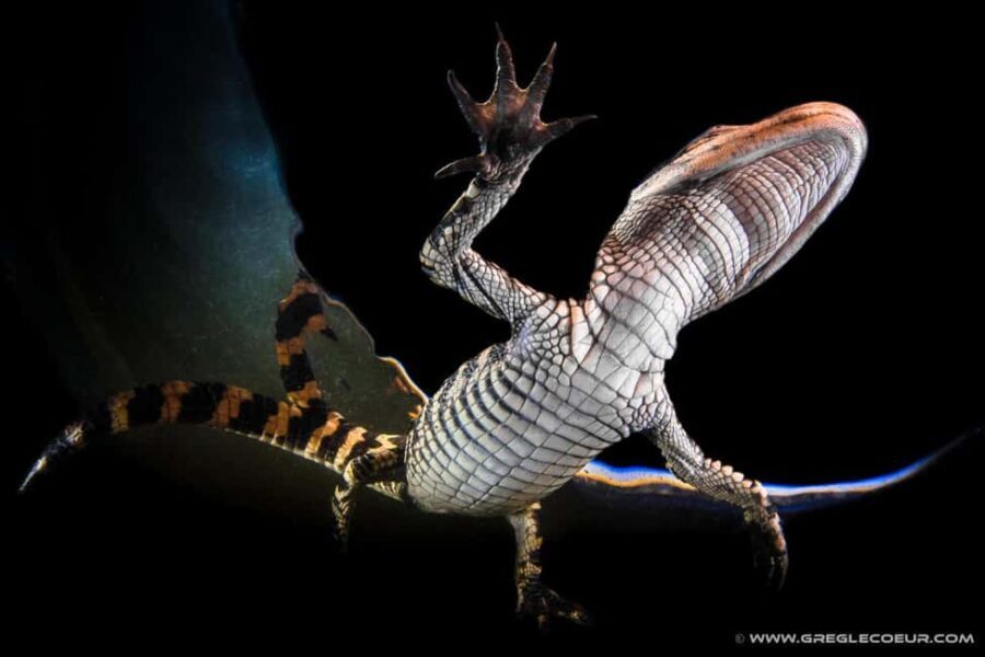 From Miami: Everglades at Night with Guided Airboat Tour - FAQ