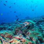 From Miami: Roundtrip Bimini Ferry with Hotel Transfers - The Ferry Ride: High-Speed Comfort and Views