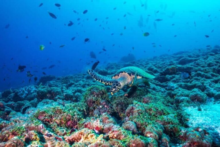 From Miami: Roundtrip Bimini Ferry with Hotel Transfers - The Ferry Ride: High-Speed Comfort and Views