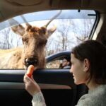 From Montreal: Omega Park Wildlife Safari Calling Sounds - Who Will Enjoy This Safari?