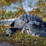 From Naples: 10,000 Islands Boat Trip & Everglades Walk! - Final Thoughts
